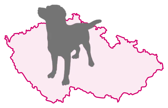 Pes s mikročipem
